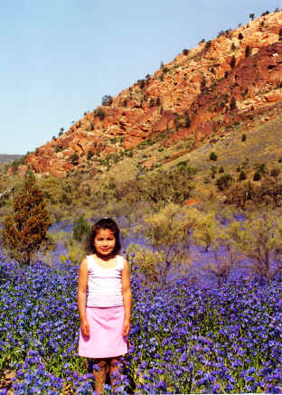 buckaringa_3.jpg: Buckaringa, Flinders Ranges, South Australia, camping, travel, tours, wild flowers, rocks